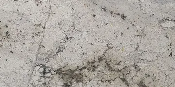 Fir Stone · Vanilla Forest surface