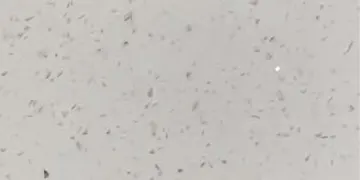 RH Stones · RH8005 surface